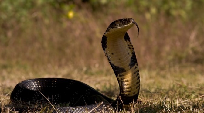 Beating the Grass and Startling the Snake – IPR in China