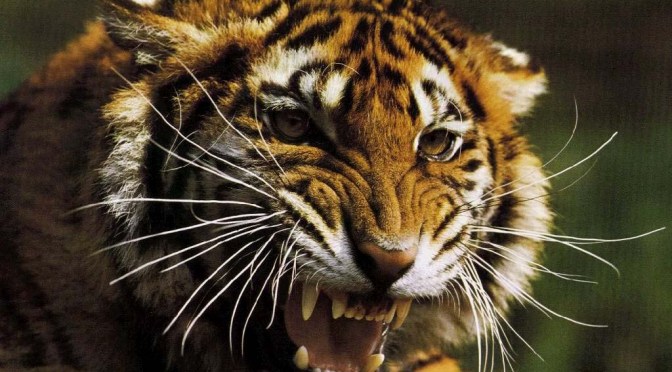 Three People Can Create a Tiger – Social Media in China